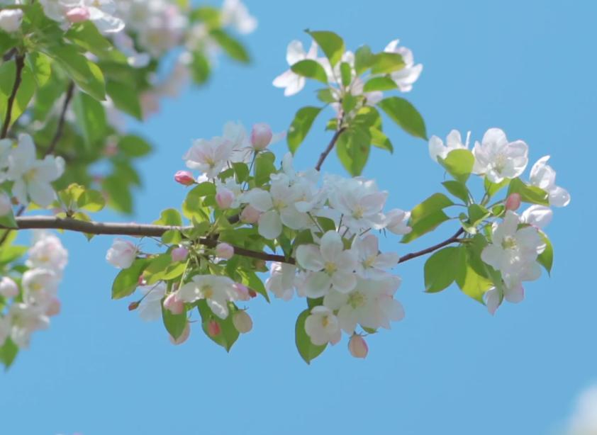 春分至燕归来下一句,春分至燕归来正是人间好时光