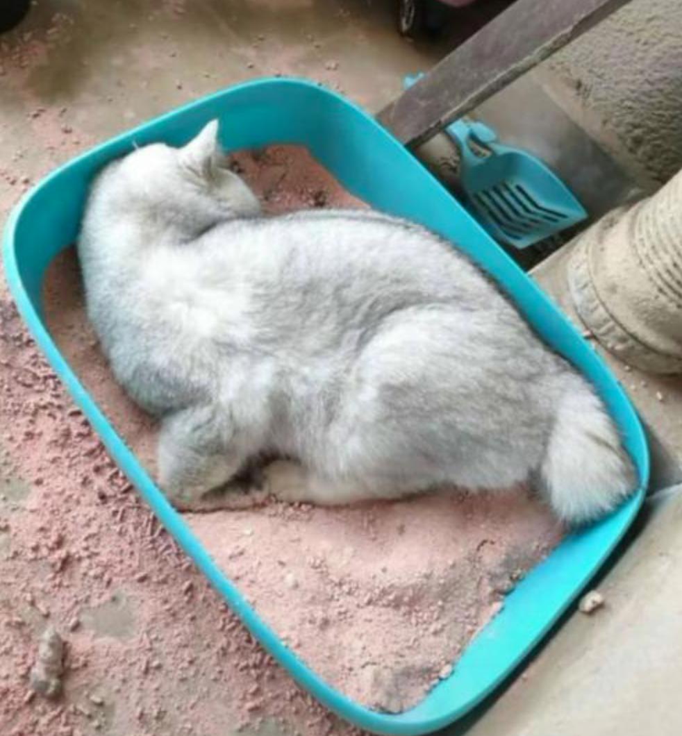 铲屎官回了老家结果给猫喂了猫粮,新手铲屎官注意让猫咪远离毒猫粮