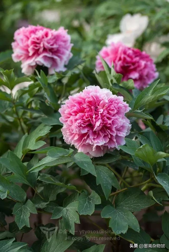 国花牡丹的历史起源,中国国花为啥是牡丹