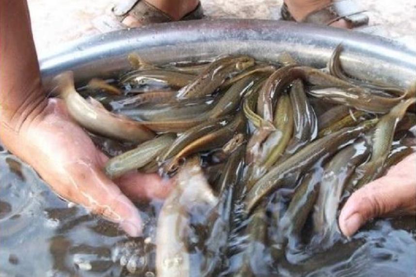 水芹养殖前景怎么样,水芹菜种植前景怎么样