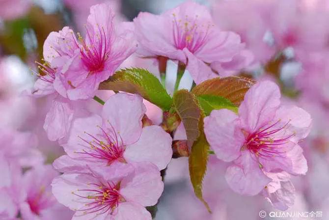 在春暖花开季节遇见浪漫,浪漫总是发生在春暖花开时配音