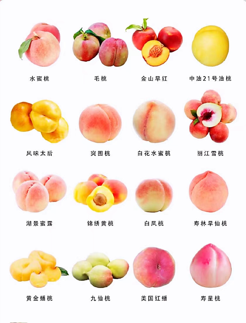 遵义桃子的品种和特点,常见的桃的品种区别有哪些