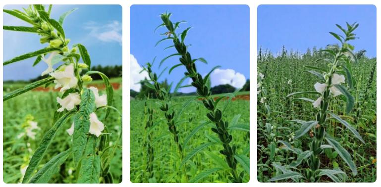 长康芝麻油有什么特征,长康芝麻油介绍