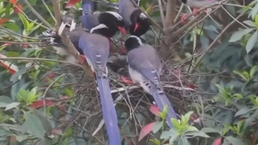 厦门行道树鸟攻击人,厦门鸟攻击人