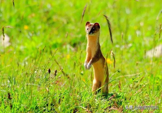 黄大仙真的有那么邪门吗,黄大仙真的有那么邪乎么