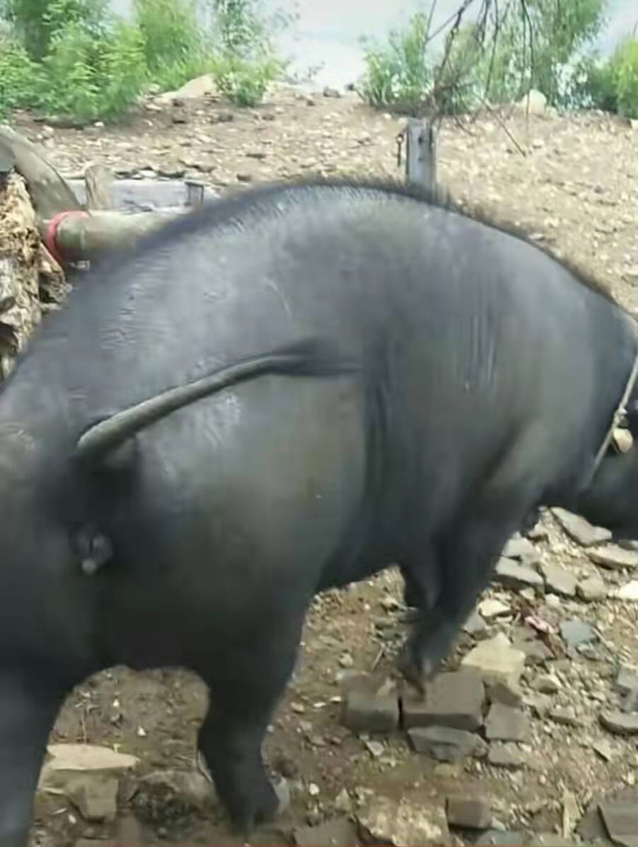 十七年前为了上山寻找真龙的莒城一怪现状如何？