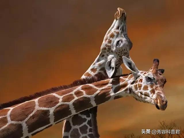 *拍偷**的夫妻生活照，羞羞的