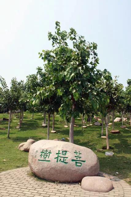 菩提树风景视频,菩提树唯美视频