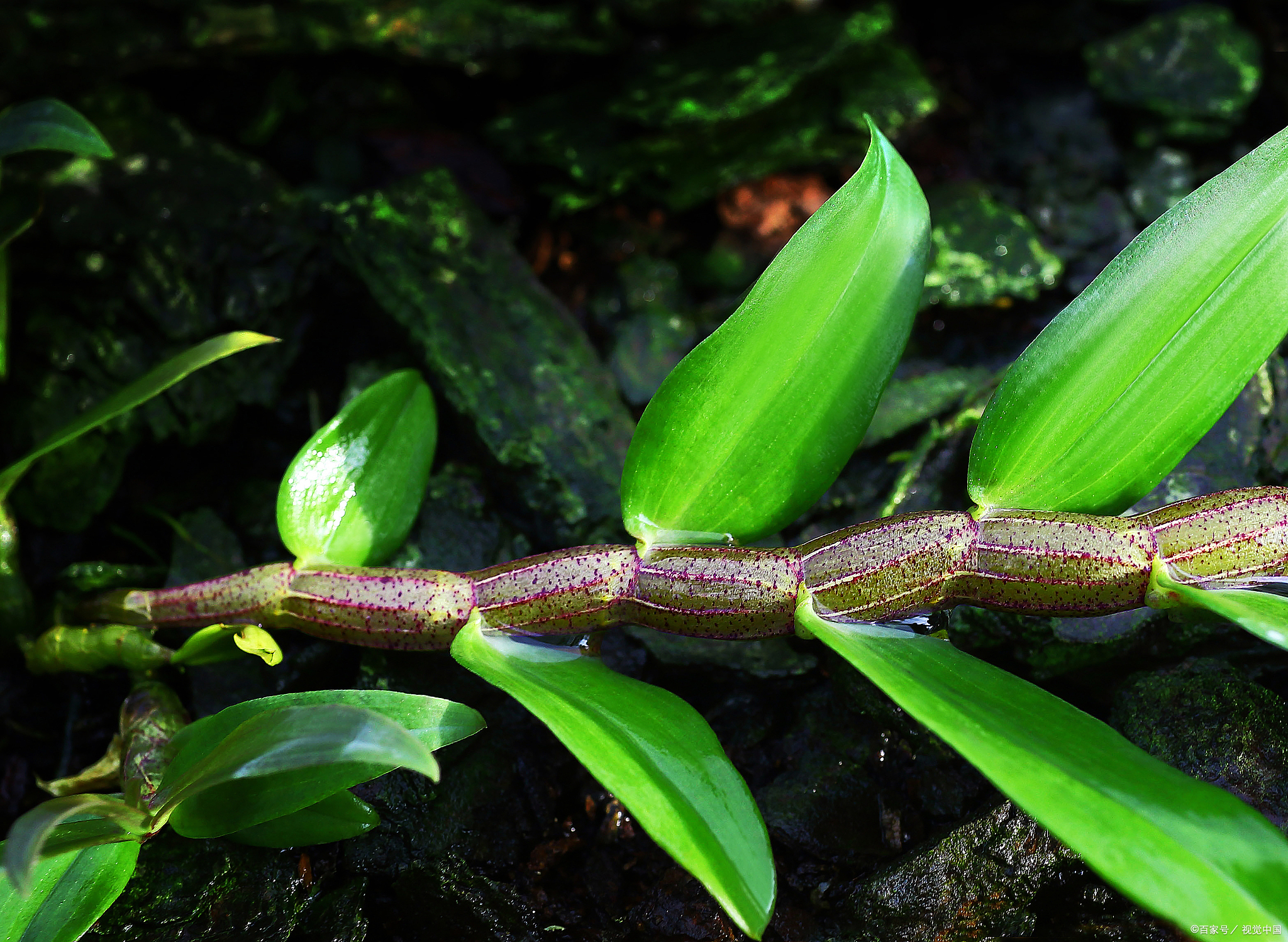 广西玉林特色食品,广西玉林特色扣肉