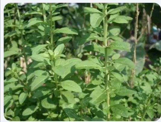 中药趣味速记地骨皮,骨皮和地骨皮是一味中药吗