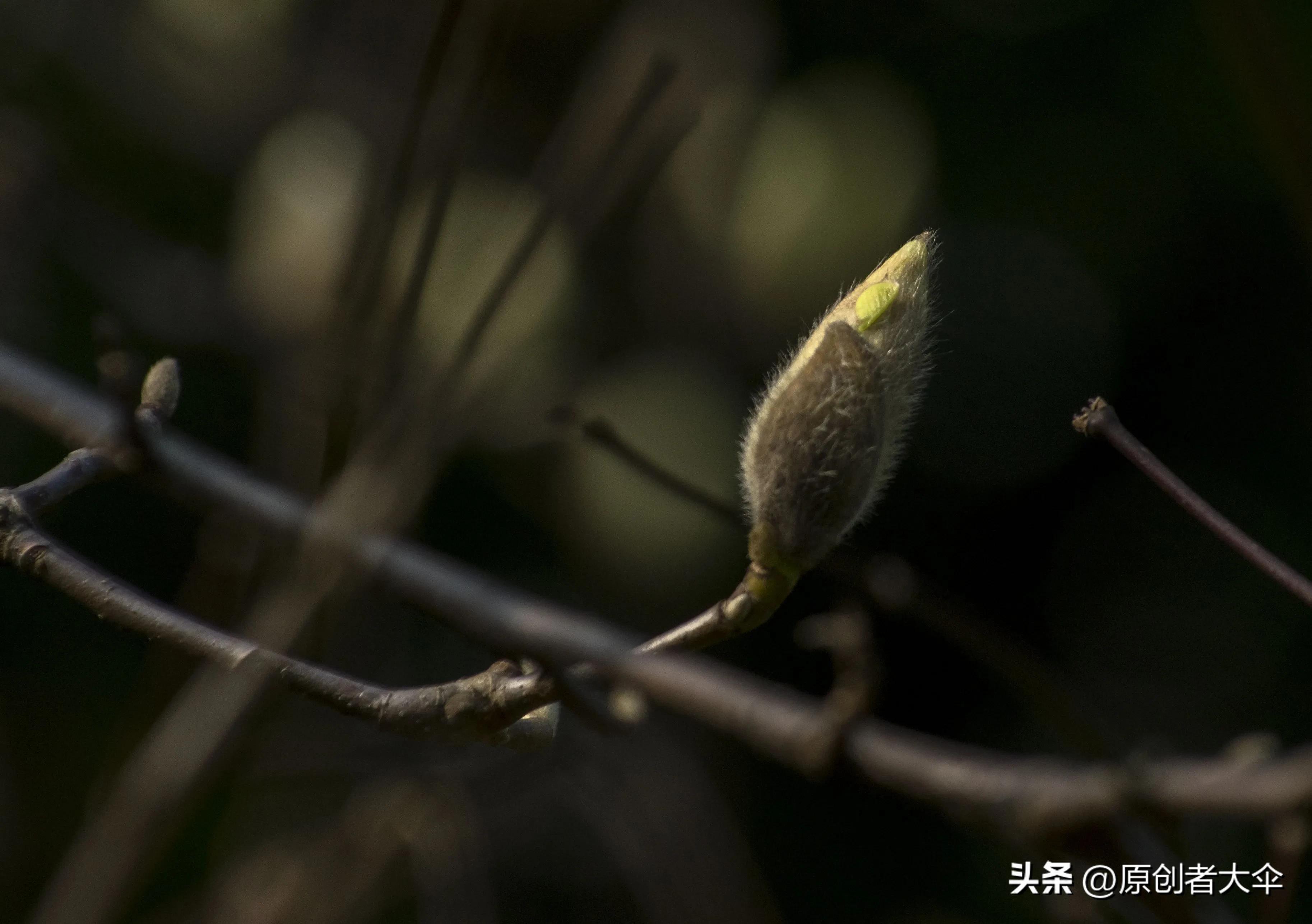 拍个玉兰婴差点赔了台单反