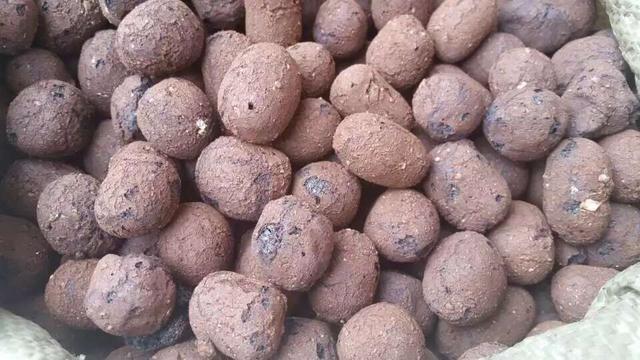 植物移盆需要注意什么,植物上盆注意什么