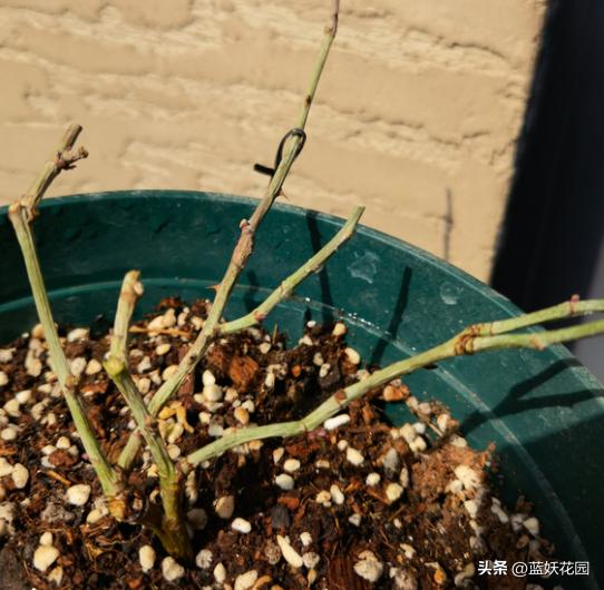 藤本月季过冬枝条发皱,月季水浇多了枝条干瘪发皱