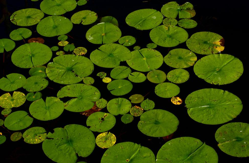 十首人生感悟的诗词名句,最有人生意境的诗词