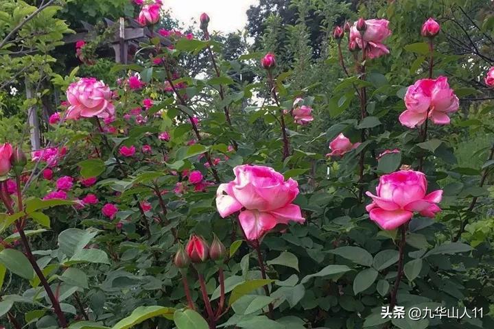 大花胖美人月季有几个品种,适合阳台养的大花月季品种