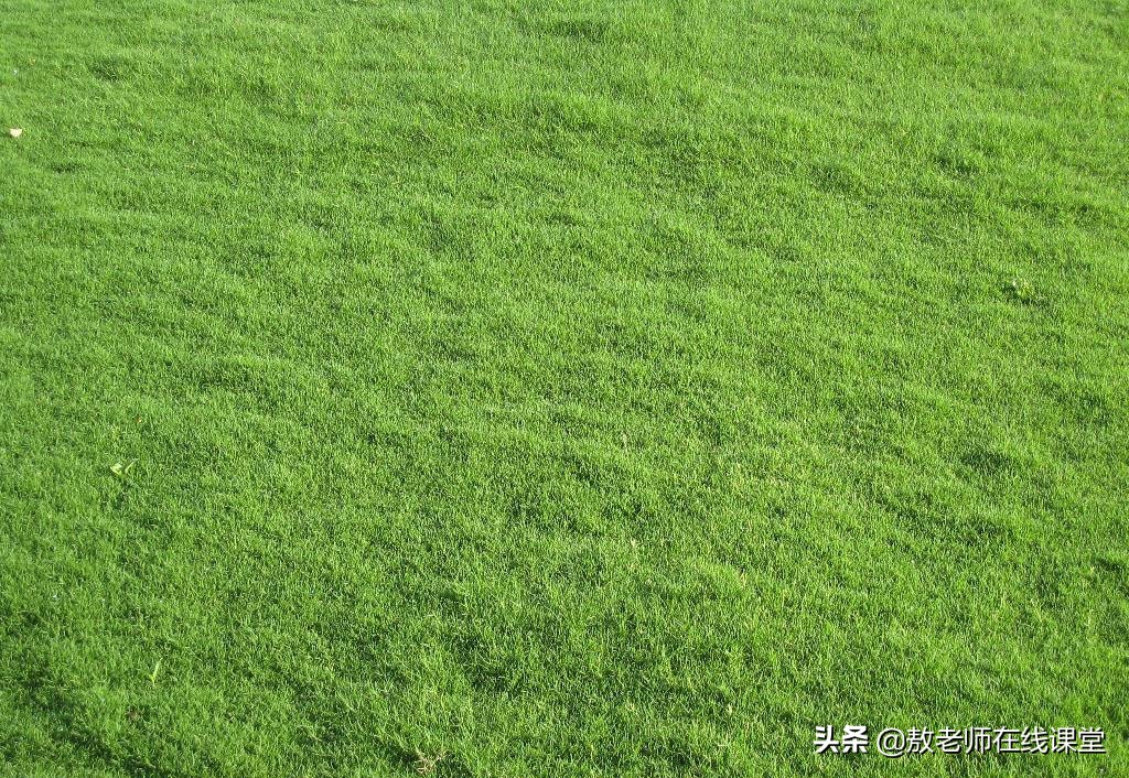 果岭草景观,园林景观设计树木知识大全