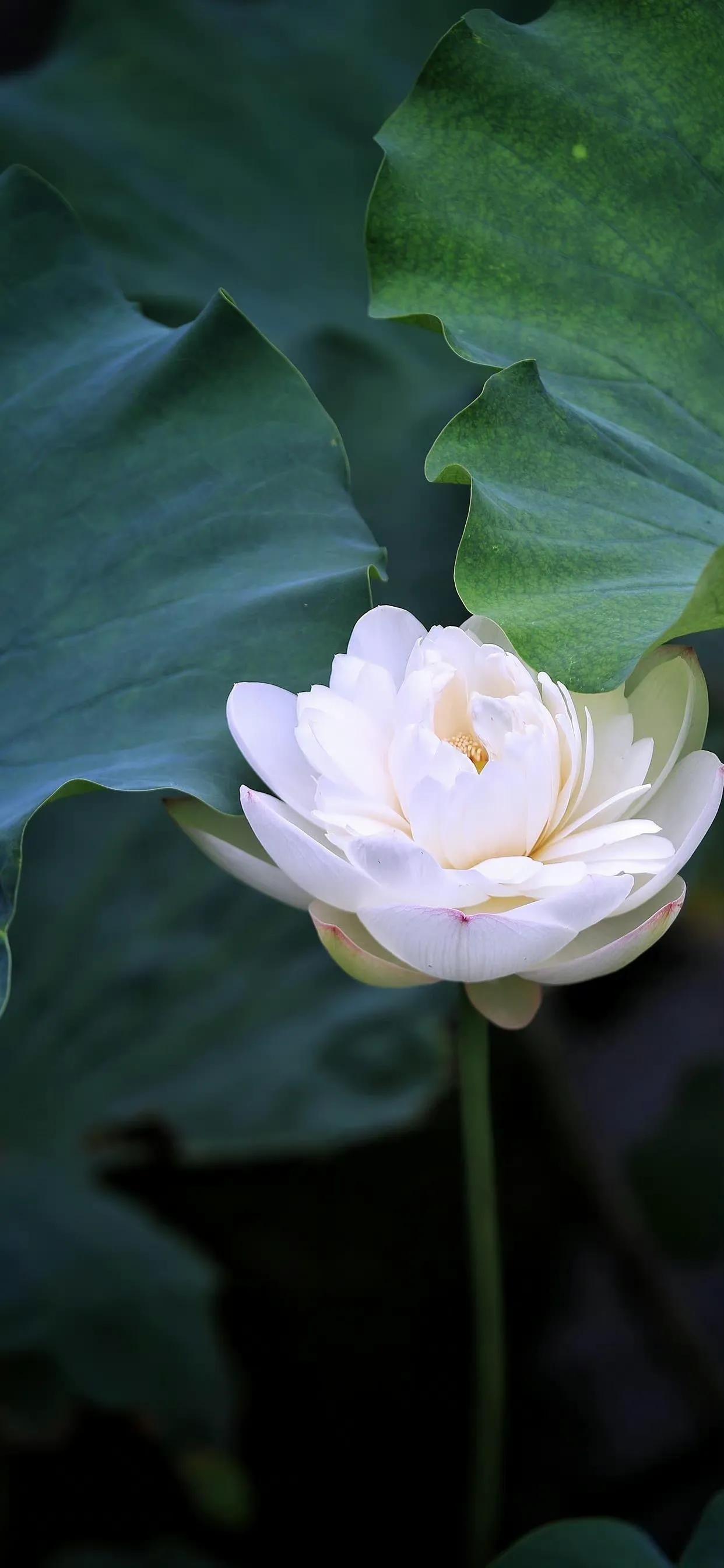 荷花荷叶壁纸图片大全,荷叶手机壁纸高清图片