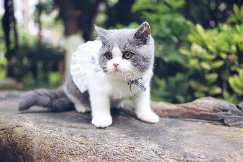 新手养英短猫好还是美短,一个半月的英短好养吗