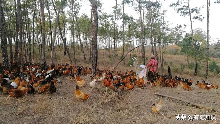 湖南小伙5000亩地养10只鸡,湖南小伙5000亩地只养十只鸡