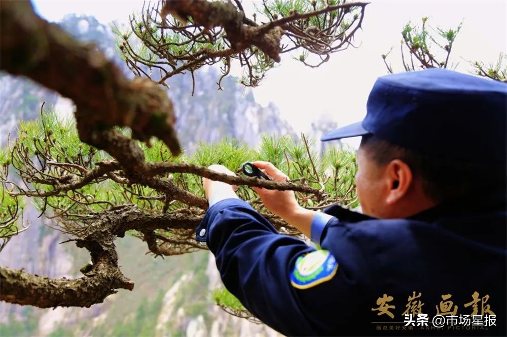 黄山迎客松守松人胡晓春,胡晓春黄山迎客松的守护者