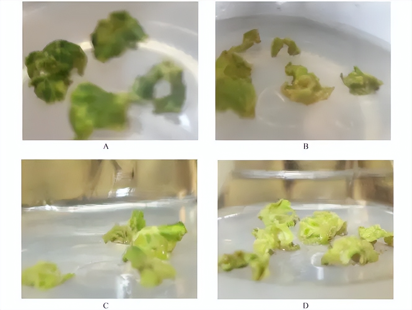 无线传感器网络技术：不同肥料处理下生长的秋葵的比较分析