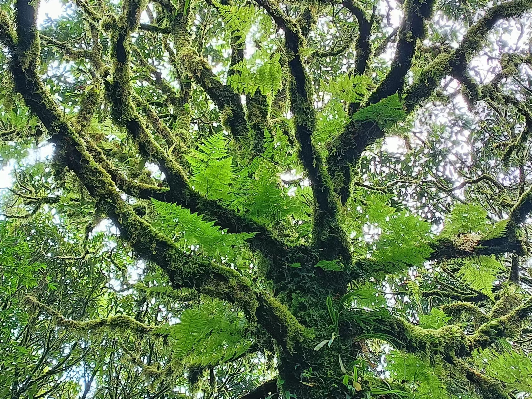 哀牢山金山垭口观景台,哀牢山茶马古道和金山栈道