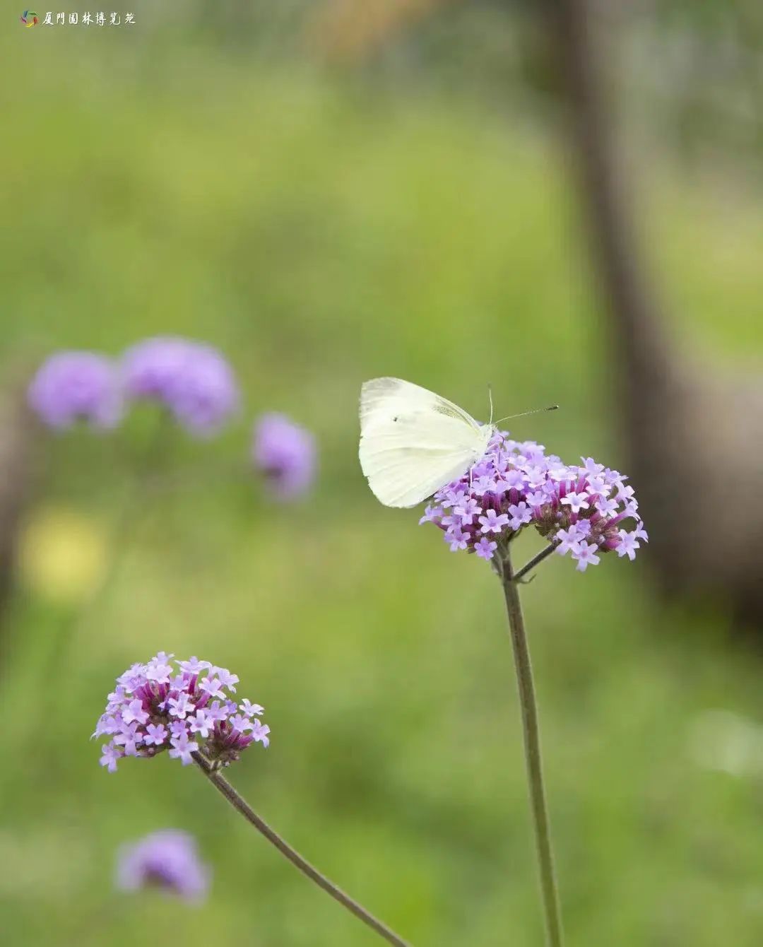 厦门夏天出去可以这么玩,厦门春季休闲生活之旅
