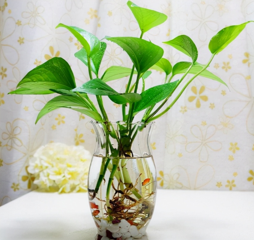 绿萝的养护方法和注意事项,绿萝怎么扦插才能爆满盆