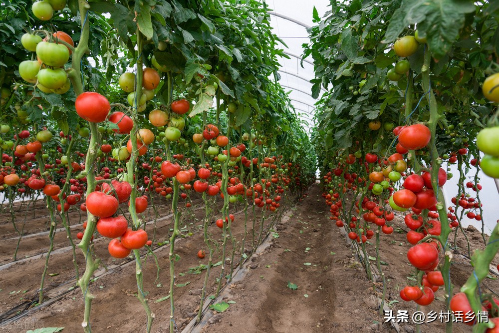 酵素种植的配方和发酵过程,神奇的酵素怎么做