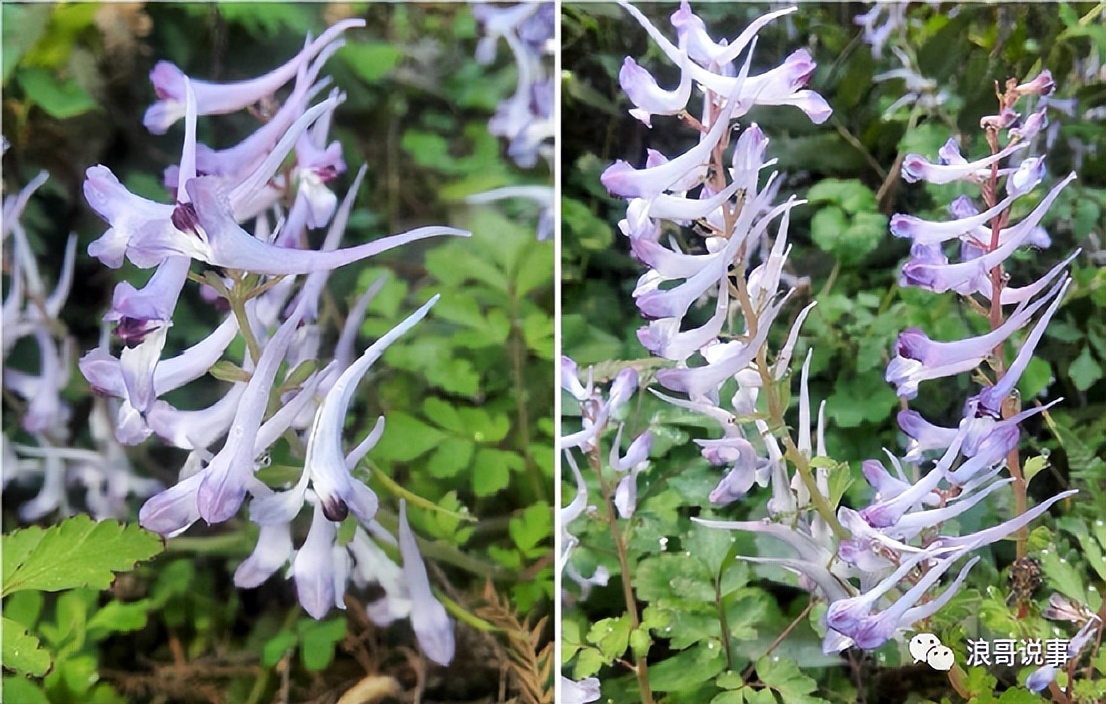 介于*粟罂**与虞美人之间的物种--冰岛*粟罂**（野*粟罂**）