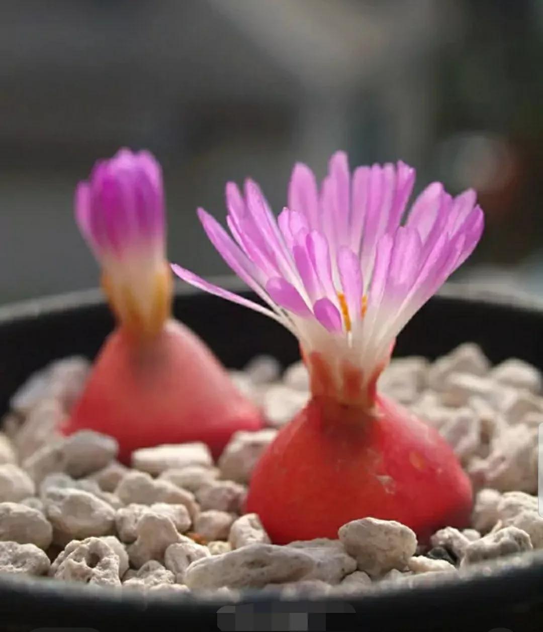 多肉植物石头开花,多肉石头花秋季