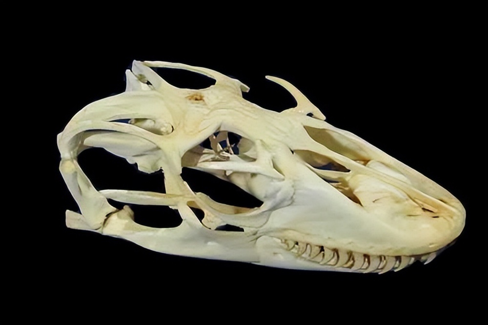 野外毒蛇咬伤急救方法,在农村路上碰到蛇怎么办