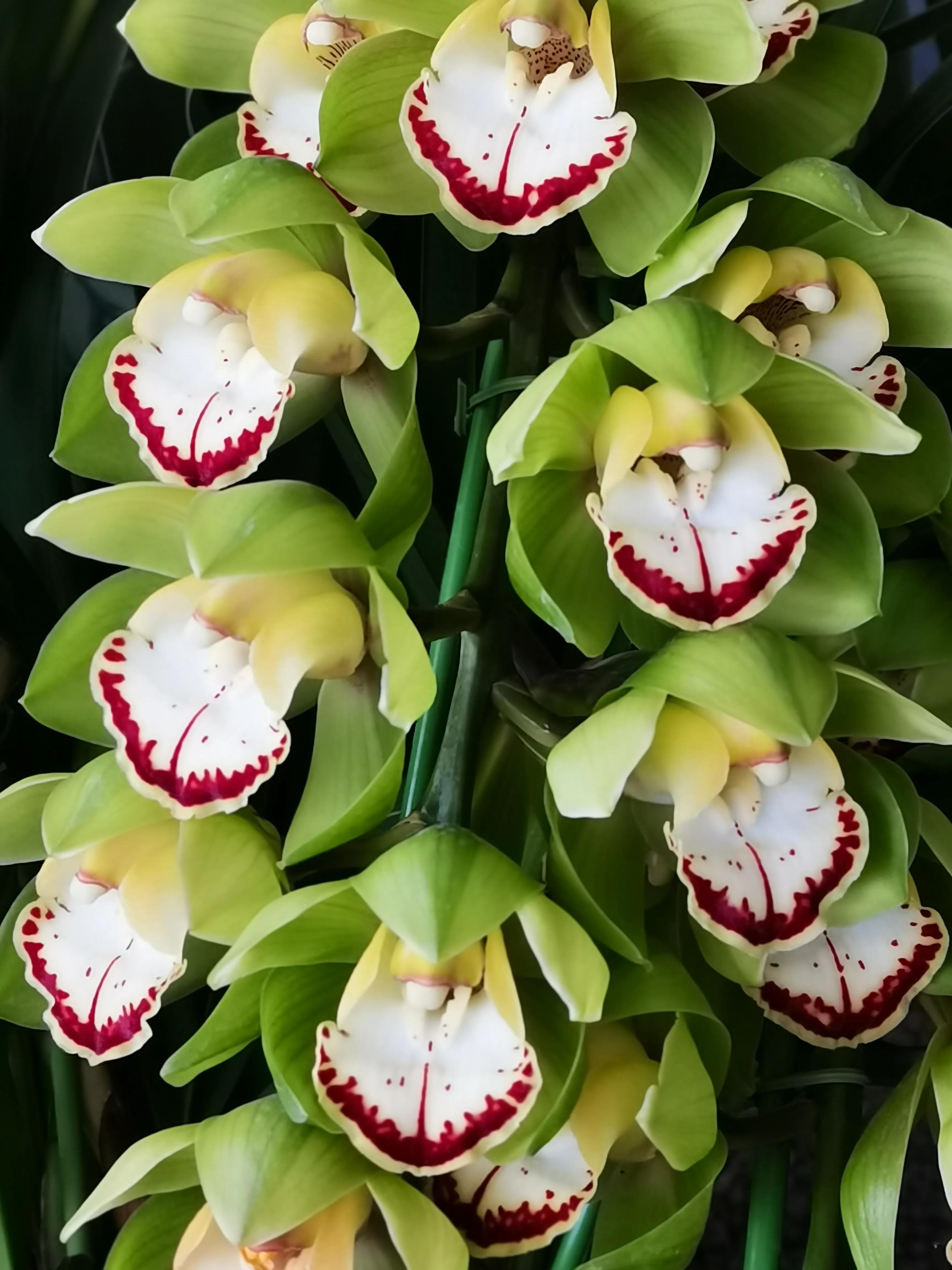 阴雨雾霾天逛月亮湾花市，郁闷不见了，心情舒朗愉悦