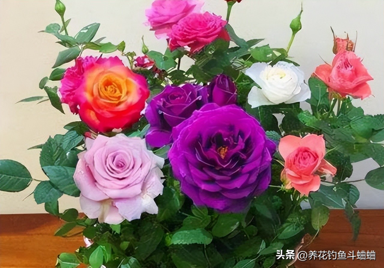 玫瑰一直不长,玫瑰花不开花什么原因