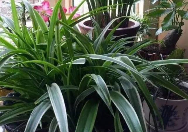 我家卫生间被一种植物“占领”了……