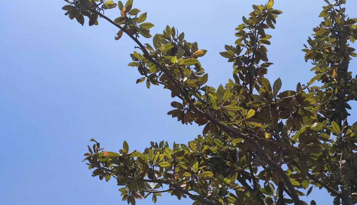 分数不高想学计算机院校推荐,临床医学专业最好的几所学校