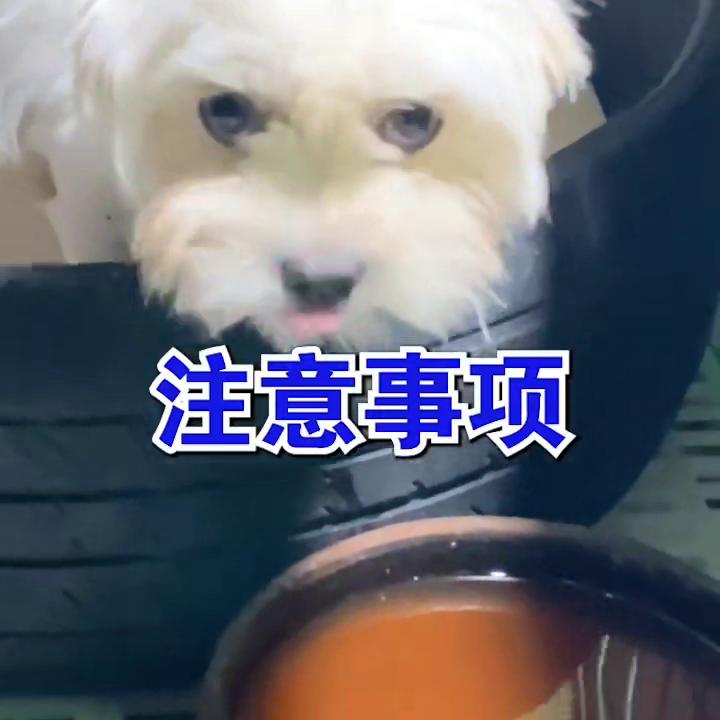 母狗产后护仔,母狗产后护理用什么药