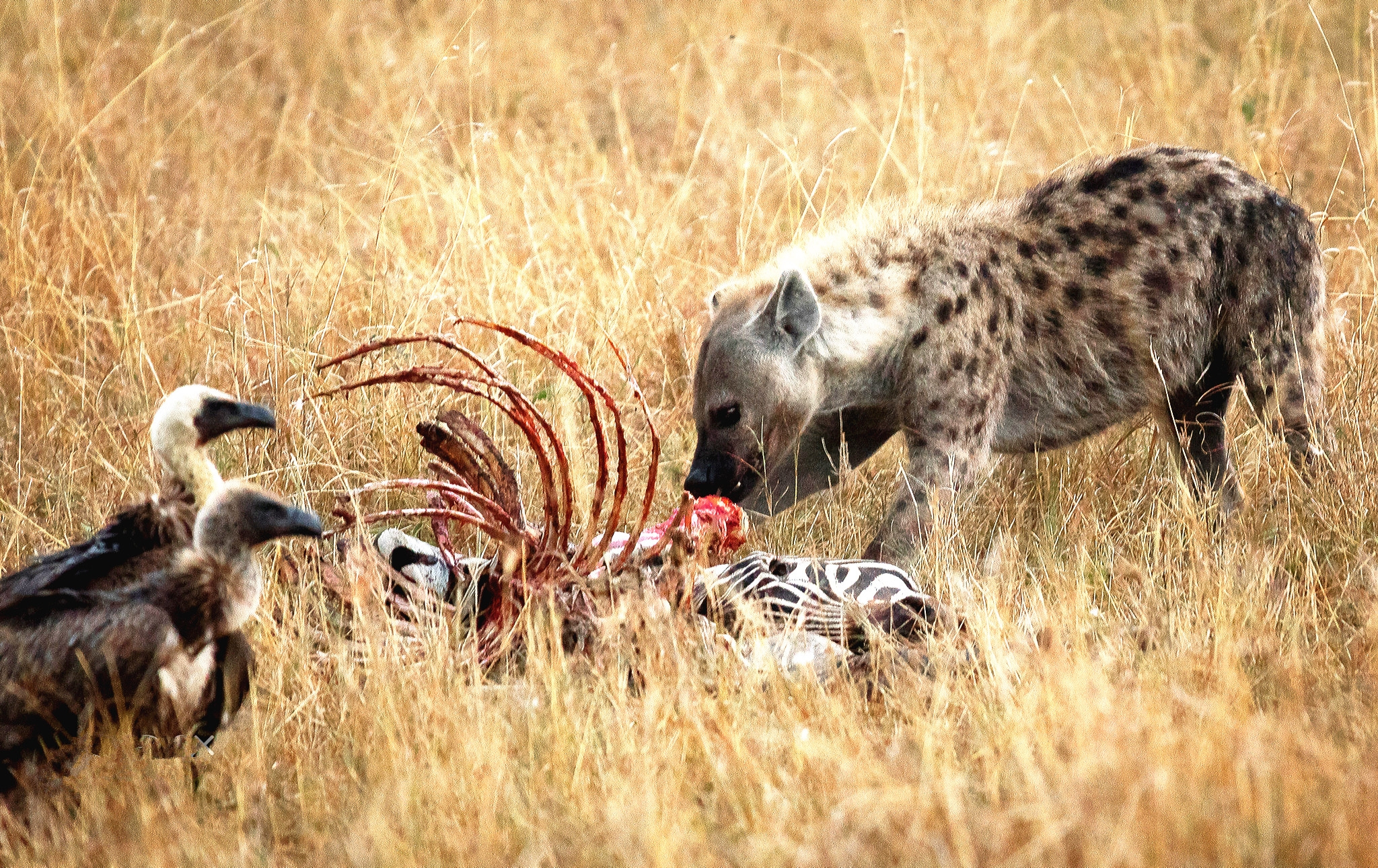 为什么人比动物脆弱,为什么人不能吃生的东西