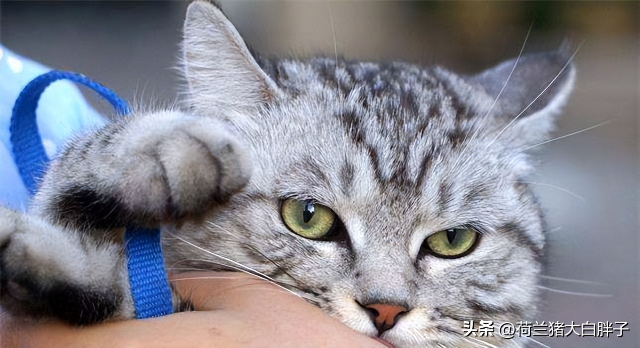 猫咪来月经冷知识,关于猫咪的36个冷知识