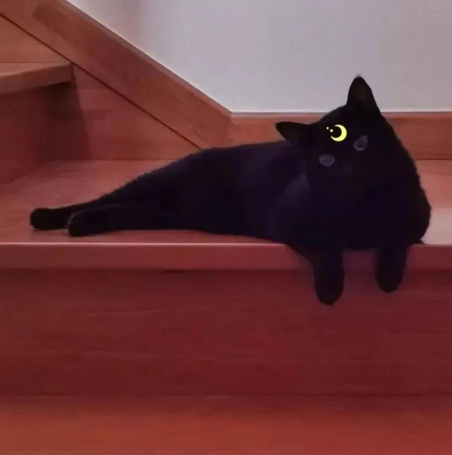 古代猫咪的名字都叫什么,猫咪在古代的名字有哪些