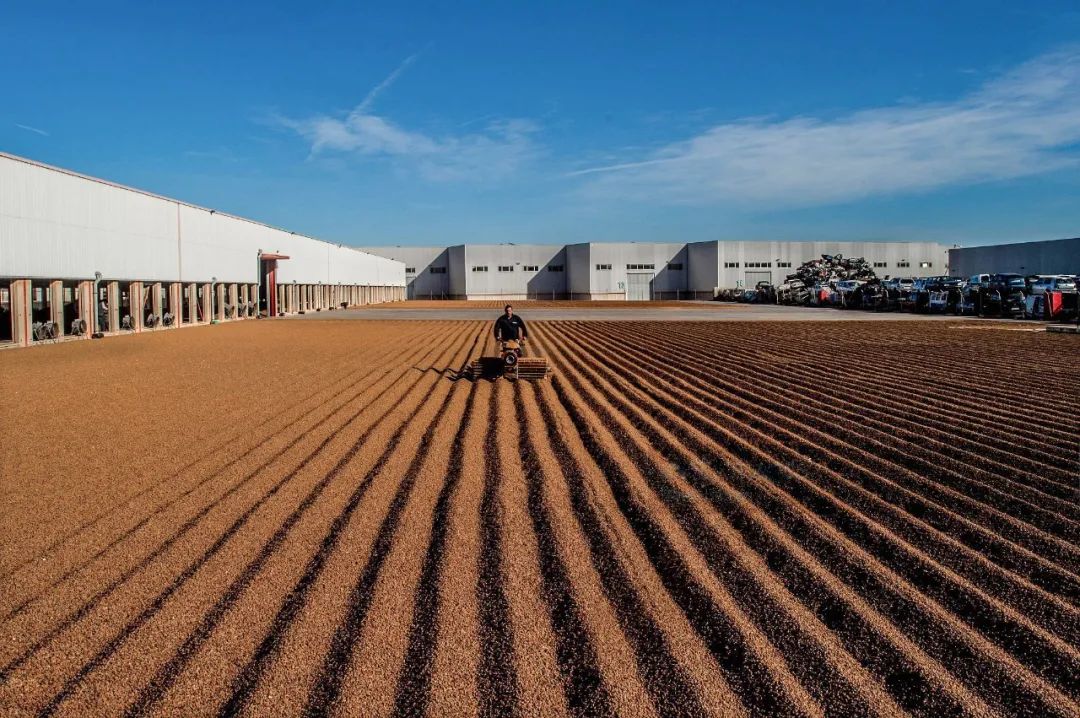 插上科技“翅膀”，油莎豆事业进入智能机械时代！