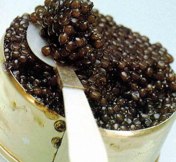 鲟鱼多少年产鱼子酱,鲟鱼顶级鱼子酱