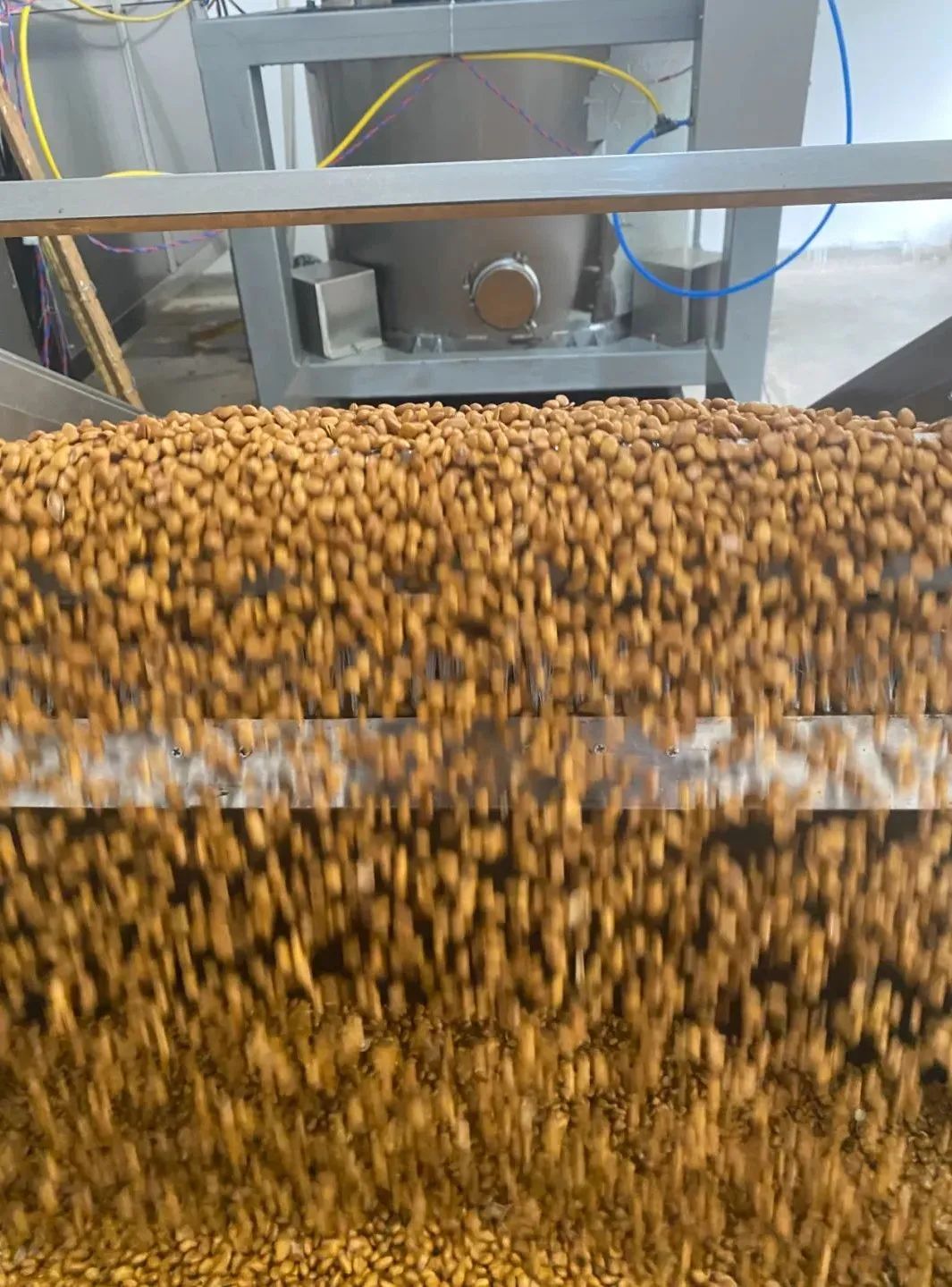 庆丰收·迎盛会|黄渚镇：小松子变身致富“金种子”