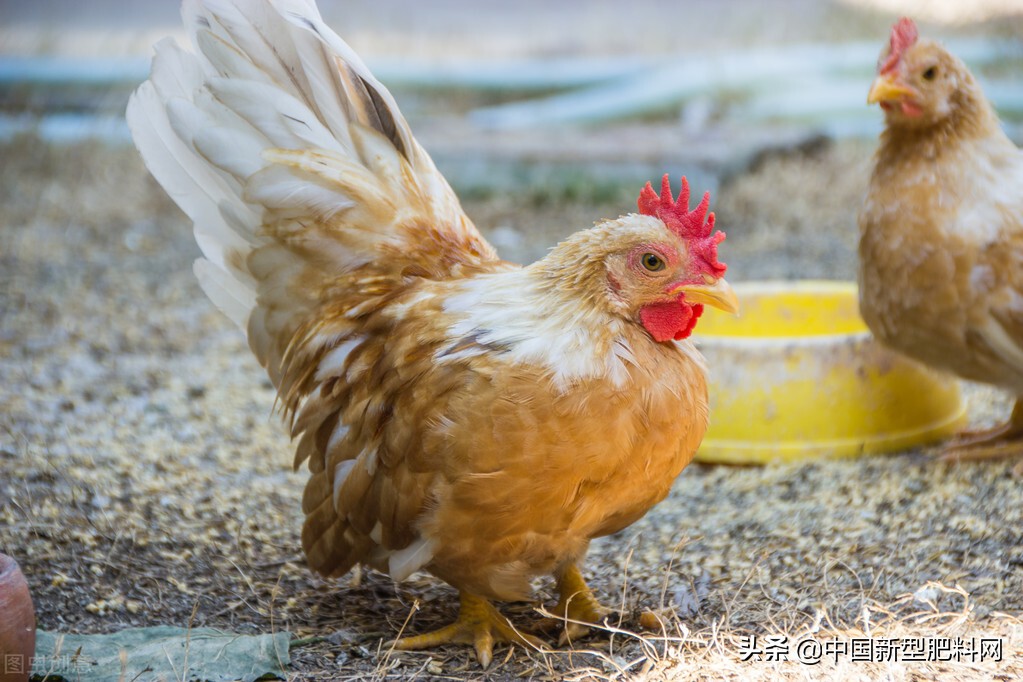 鸡粪可以直接使用吗会有什么危害,鸡粪为什么不能用于农业