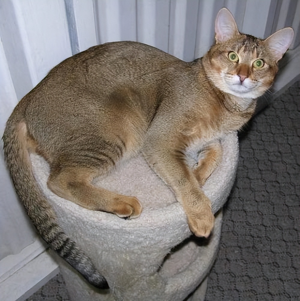 纯种猫咪有哪些颜色,纯种宠物猫有哪些品种