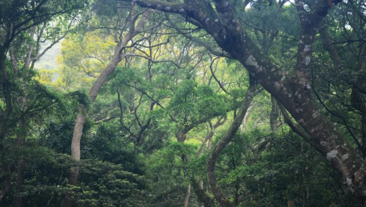 鏉戞皯鎶婄唺褰撶嫍鍏讳簡涓夊勾,琚潙姘戞敹鍏荤殑鐔婂唇