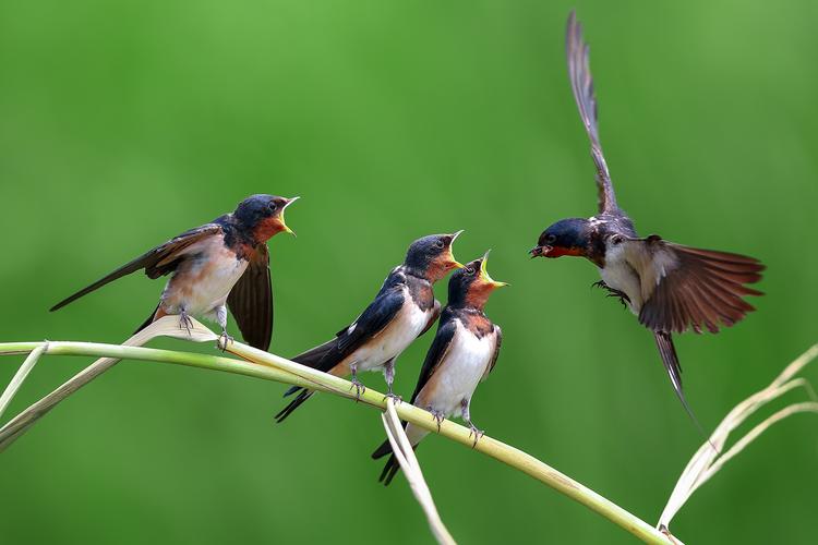 春天诗词最美十首,极美的十首春天诗词
