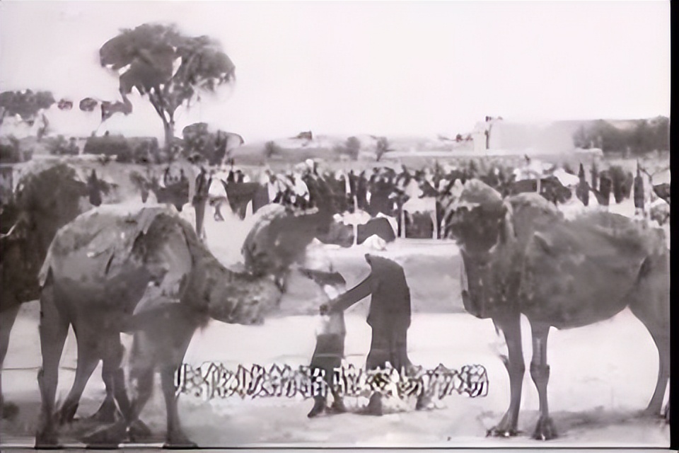 归化城马市上马匹的种类与税收情况