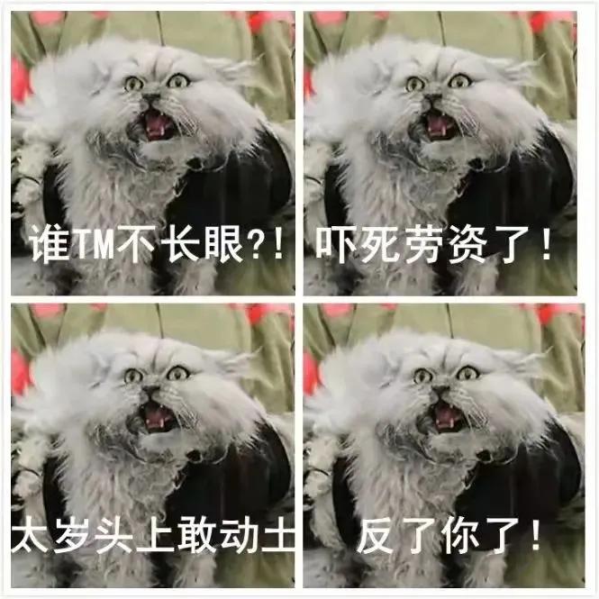北约制裁俄罗斯的猫是什么意思,俄罗斯猫咪被制裁后的现状