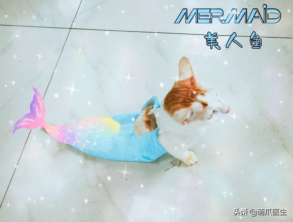 这只叫“长生”的猫咪，真实身份是美人鱼